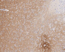 SynGAP Antibody (JE57-79), Novus Biologicals 100 &mu;L; Unconjugated:Antibodies,