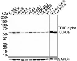 TFIIE-alpha Antibody (JE66-41), Novus Biologicals 100 &mu;L; Unconjugated:Antibodies,