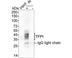 TFPI Antibody (JE40-58), Novus Biologicals 100 &mu;L; Unconjugated:Antibodies,