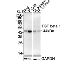 TGF-beta 1 Antibody (PD00-17), Novus Biologicals 100 &mu;L; Unconjugated:Antibodies,