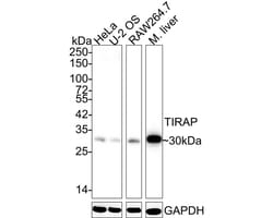 TIRAP Antibody (JE46-35), Novus Biologicals 100 &mu;L; Unconjugated:Anticorps,