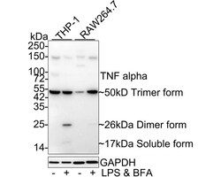 TNF-alpha Antibody (PS01-07), Novus Biologicals 100 &mu;L | Buy Online | Novus Biologicals | Fisher Scientific