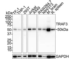 TRAF-3 Antibody (PSH01-30), Novus Biologicals 100 &mu;L; Unconjugated:Antibodies,