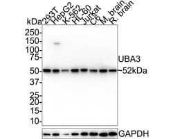 UBA3 Antibody (1B6-6-5-R), Novus Biologicals 100 &mu;L; Unconjugated:Antibodies,
