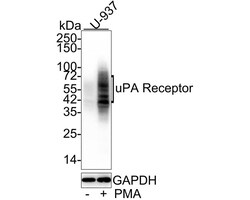 uPAR Antibody (A6E8-R), Novus Biologicals 100 &mu;L; Unconjugated:Antibodies,