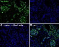 Vimentin Antibody (PDH0-01), Novus Biologicals 100 &mu;L; Unconjugated:Antibodies,