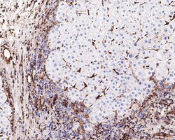 Vimentin Antibody (PDH0-01), Novus Biologicals 100 &mu;L; Unconjugated:Antibodies,