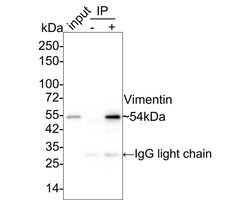 Vimentin Antibody (SC60-05), Novus Biologicals 100 &mu;L; Unconjugated:Antibodies,