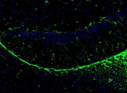 Vimentin Antibody (SC60-05), Novus Biologicals 100 &mu;L; Unconjugated:Antibodies,