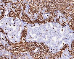 Vimentin Antibody (SC60-05), Novus Biologicals 100 &mu;L; Unconjugated:Antibodies,