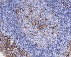 VIPR1/VPAC1 Antibody (PD00-96), Novus Biologicals 100 &mu;L; Unconjugated:Anticorps,