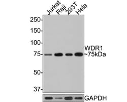 WDR1 Antibody (JE64-32), Novus Biologicals 100 &mu;L; Unconjugated:Antibodies,