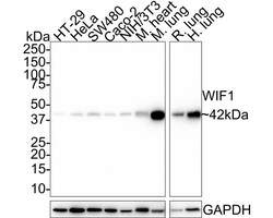 WIF-1 Antibody (JE41-39), Novus Biologicals 100 &mu;L | Buy Online | Novus Biologicals | Fisher Scientific
