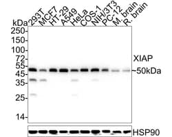 XIAP Antibody (PSH04-30), Novus Biologicals 100 &mu;L; Unconjugated:Antibodies,
