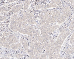 XIAP Antibody (PSH04-30), Novus Biologicals 100 &mu;L; Unconjugated:Antibodies,