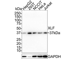 XLF Antibody (PSH01-07), Novus Biologicals 100 &mu;L; Unconjugated:Antibodies,