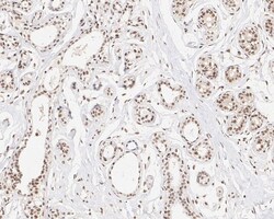 XLF Antibody (PSH01-07), Novus Biologicals 100 &mu;L; Unconjugated:Antibodies,