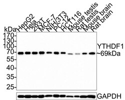 YTHD1 Antibody (PSH0-23), Novus Biologicals 100 &mu;L; Unconjugated:Antibodies,