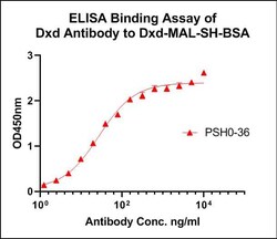 DXD Antibody (PSH0-36), Novus Biologicals 100 &mu;L; Unconjugated:Antibodies,