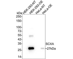 SCX Antibody (PSH02-25), Novus Biologicals 100 &mu;L; Unconjugated:Anticorps,