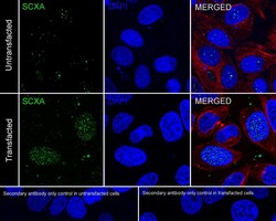 SCX Antibody (PSH02-25), Novus Biologicals 100 &mu;L; Unconjugated:Anticorps,