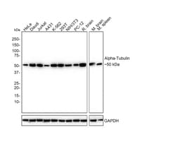 alpha Tubulin Antibody (PSH02-95), Novus Biologicals 100 &mu;L; Unconjugated:Antibodies,
