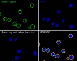 alpha Tubulin Antibody (PSH02-95), Novus Biologicals 100 &mu;L; Unconjugated:Antibodies,