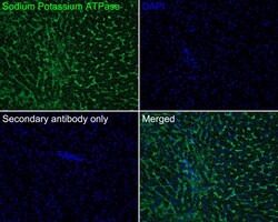 Sodium Potassium ATPase Alpha 1 Antibody (ST0533), Novus Biologicals 100