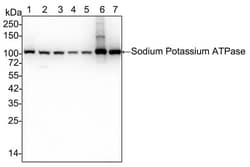 Sodium Potassium ATPase Alpha 1 Antibody (ST0533), Novus Biologicals 100