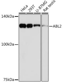 ABL2 Antibody (2L9C6), R&D Systems&trade;