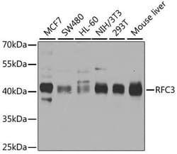 RFC3 Antibody, Novus Biologicals 20 &mu;L; Unconjugated:Antibodies, Polyclonal