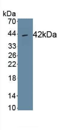 PLSCR2 Antibody (C5), Novus Biologicals 100 &mu;L; Unconjugated:Antikörper