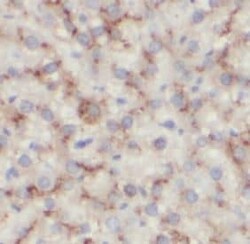 Aldolase C Antibody (6F3), Novus Biologicals 100 &mu;g; Unconjugated:Antibodies,