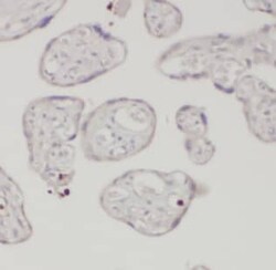 AMOT Antibody (2C9), Novus Biologicals 100 &mu;g; Unconjugated:Antibodies,