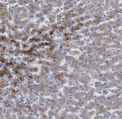 Apolipoprotein L1 Antibody (5E2), Novus Biologicals 100 &mu;g; Unconjugated:Antibodies,