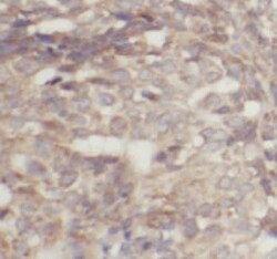 IMP3 Antibody (4D1), Novus Biologicals 100 &mu;g; Unconjugated:Antibodies,