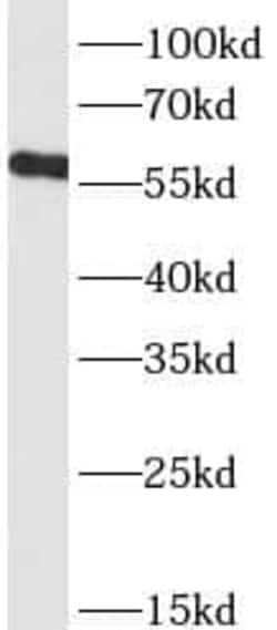 Nicotinic Acetylcholine R alpha 7/CHRNA7 Antibody (4B8), Novus Biologicals