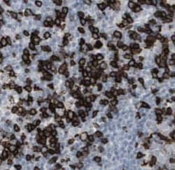 SCGF/CLEC11a Antibody (8C9), Novus Biologicals 100 &mu;g; Unconjugated:Antibodies,