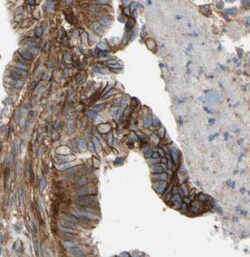 CNPY2 Antibody (8F6), Novus Biologicals 100 &mu;g; Unconjugated:Antibodies,