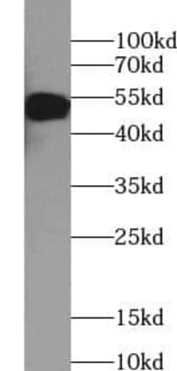 SS18L1 Antibody (7A7), Novus Biologicals 100 &mu;g; Unconjugated:Antibodies,
