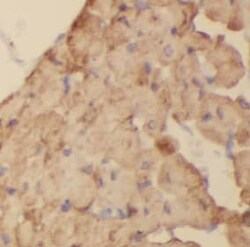 Cullin 4a Antibody (5A7), Novus Biologicals 100 &mu;g; Unconjugated:Antibodies,