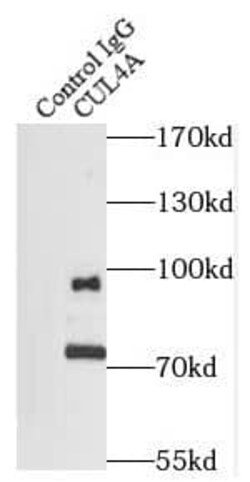 Cullin 4a Antibody (5A7), Novus Biologicals 100 &mu;g; Unconjugated:Antibodies,