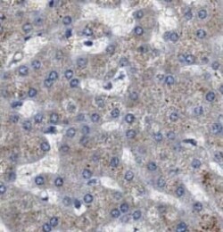 SART2 Antibody (3G11), Novus Biologicals 100 &mu;g; Unconjugated:Antibodies,