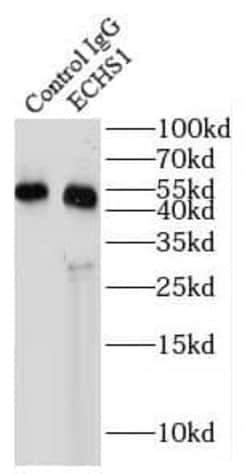 ECHS1 Antibody (1H0), Novus Biologicals 100 &mu;g; Unconjugated:Antibodies,