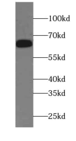 EIF3D Antibody (2D11), Novus Biologicals 100 &mu;g; Unconjugated:Antibodies,