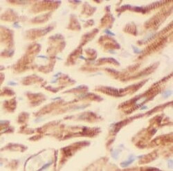 EPLIN Antibody (1D0), Novus Biologicals 100 &mu;g; Unconjugated:Antikörper
