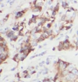 FKBPL Antibody (4B10), Novus Biologicals 100 &mu;g; Unconjugated:Antibodies,