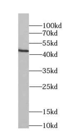 FKBPL Antibody (4B10), Novus Biologicals 100 &mu;g; Unconjugated:Antibodies,
