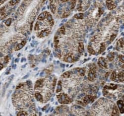 FUT9 Antibody (2B6), Novus Biologicals 100 &mu;g; Unconjugated:Antibodies,