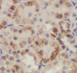 GDI2 Antibody (0B10), Novus Biologicals 100 &mu;g; Unconjugated:Antibodies
